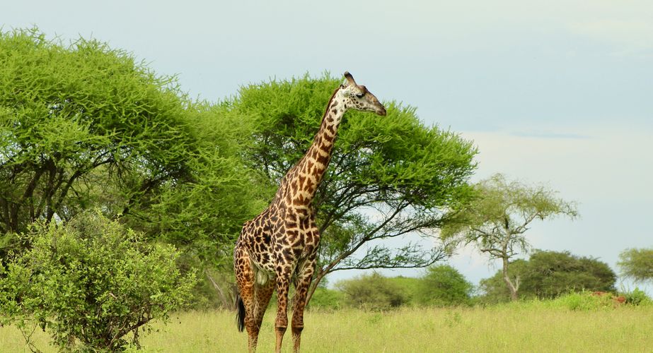 Giraffe game drive